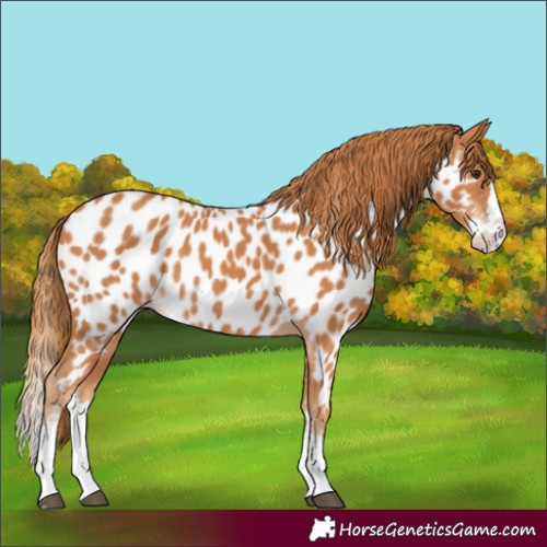 Horse Color:Chestnut Splash Appaloosa