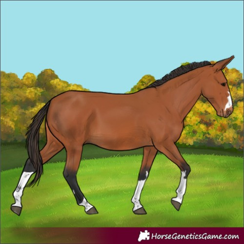 Horse Color:Bay 