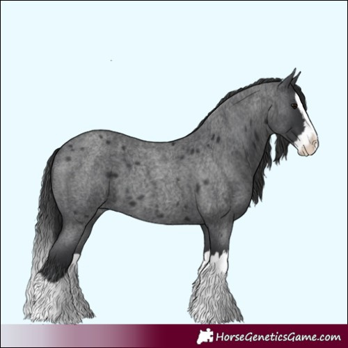 Horse Color:Blue Roan Splash