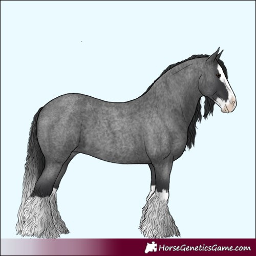 Horse Color:Blue Roan Splash