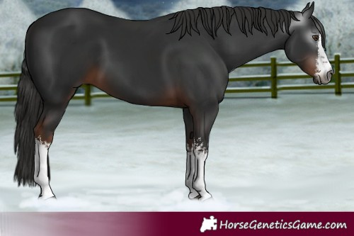 Horse Color:Gray White Spotted Liver Chestnut