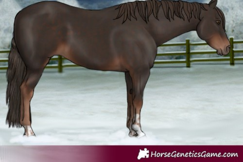 Horse Color:Liver Chestnut and Liver Chestnut