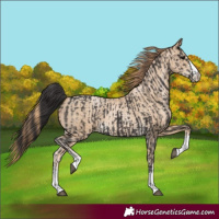 Horse Color:Smoky Black and Smoky Black Pearl