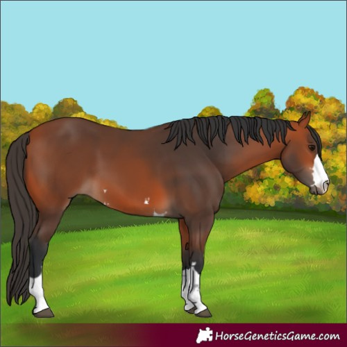 Horse Color:Bay 