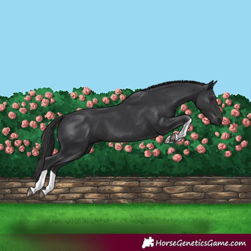 Horse Color:Black 