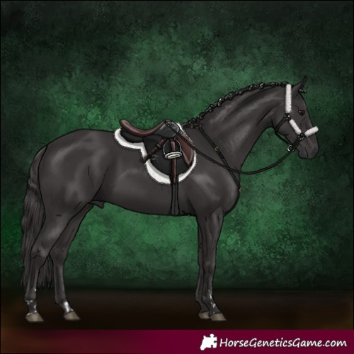 Horse Color:Smoky Black and Smoky Black