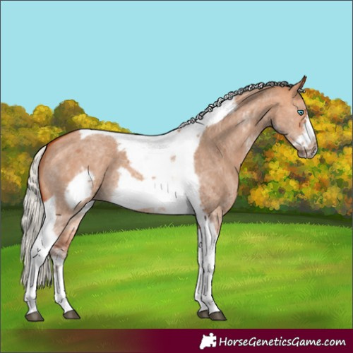 Horse Color:Silver Bay Dun Sabino Tobiano Frame Rabicano 