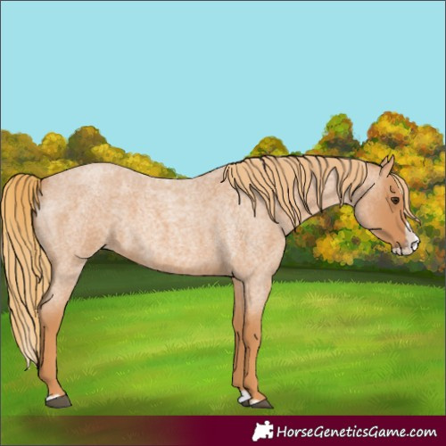 Horse Color:Red Roan Splash 