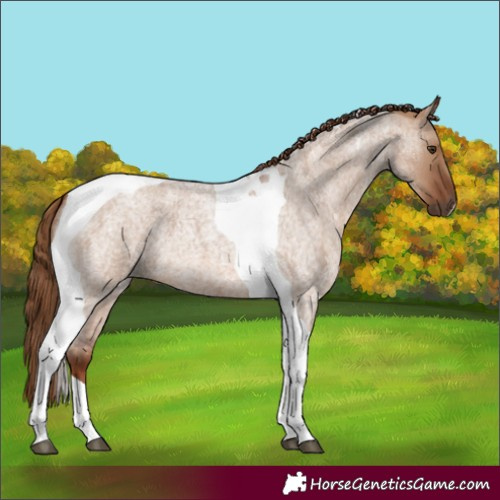 Horse Color:Red Dun Roan Tobiano
