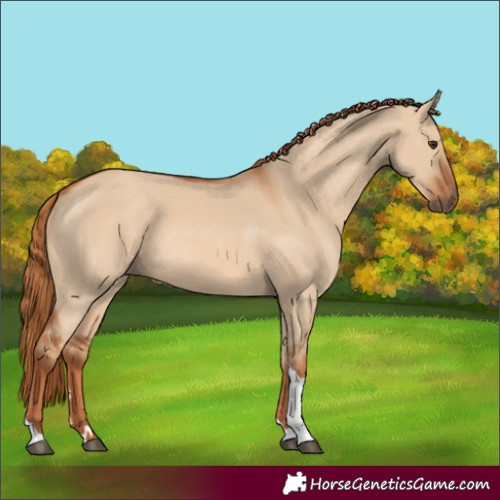 Horse Color:Red Dun Tobiano 