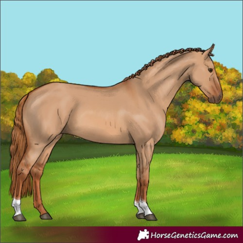 Horse Color:Red Dun Tobiano