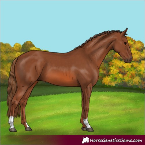 Horse Color:Chestnut 