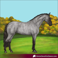 Horse Color:Liver Red Roan
