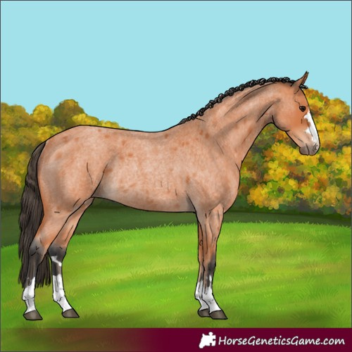 Horse Color:Bay Roan Rabicano 
