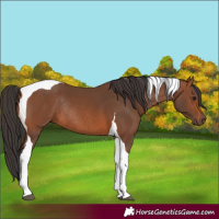 Horse Color:Bay Tobiano Rabicano 