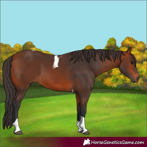 Horse Color:Bay Tobiano Rabicano 