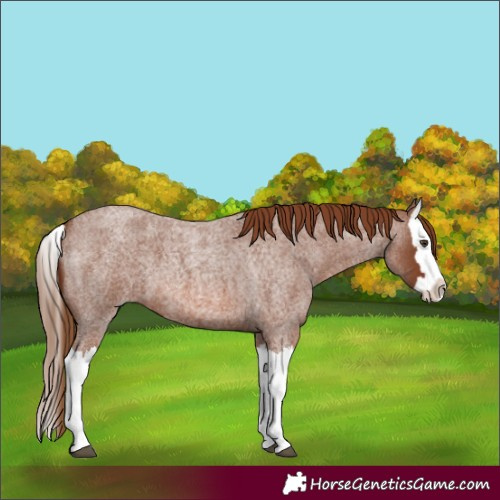 Horse Color:Red Roan Splash 