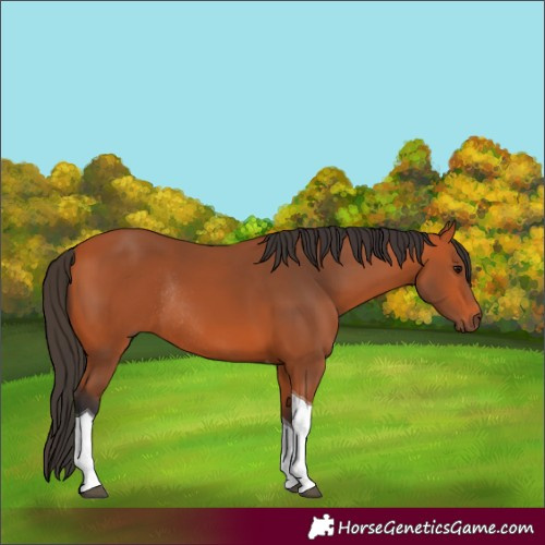 Horse Color:Bay Tobiano Rabicano