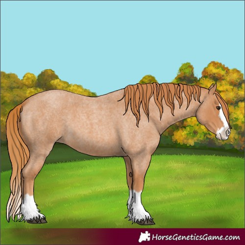 Horse Color:Red Roan Splash 