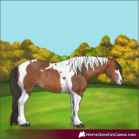 Horse Color:Bay Tobiano Rabicano 