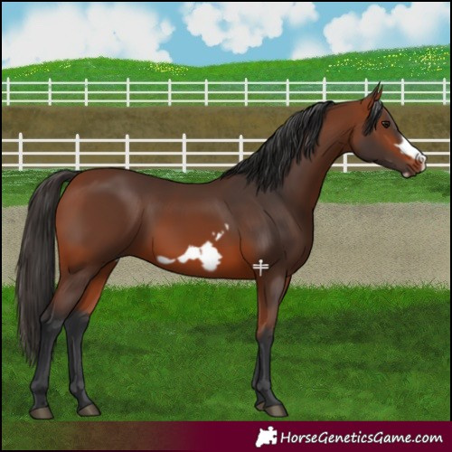 Horse Color:Bay Frame 