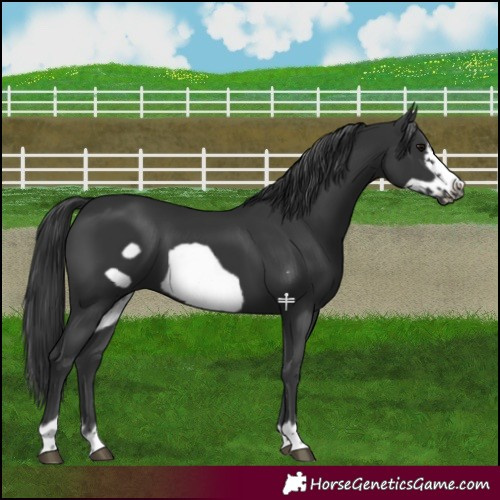 Horse Color:Black Frame 