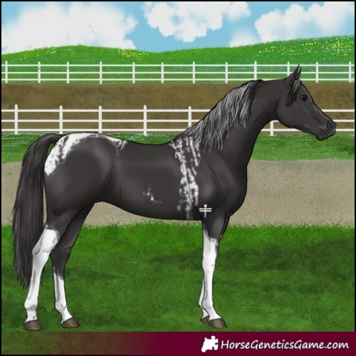 Horse Color:Smoky Black Tobiano and Smoky Black Tobiano