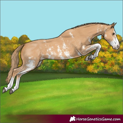 Horse Color:Chestnut Sabino