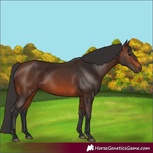 Horse Color:Brown 