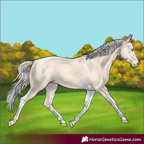 Horse Color:Cremello Tobiano 
