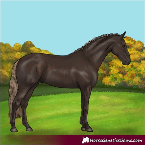 Horse Color:Liver Chestnut Rabicano