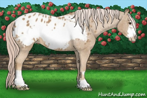 Horse Color:Palomino Frame Appaloosa 