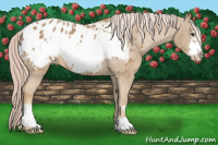 Horse Color:Palomino Frame Appaloosa