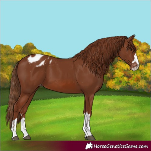Horse Color:Chestnut Appaloosa
