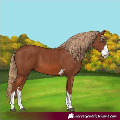 Horse Color:Chestnut 