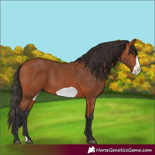 Horse Color:Bay Frame 