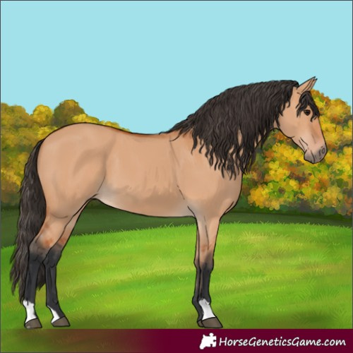 Horse Color:Bay Dun 