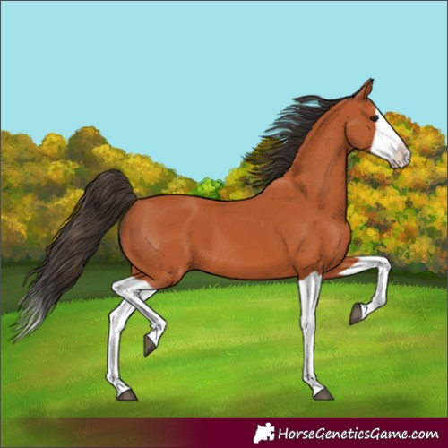 Horse Color:Bay Splash 