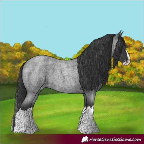 Horse Color:Blue Roan Splash
