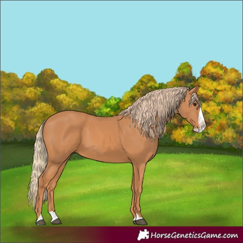 Horse Color:Chestnut Splash 