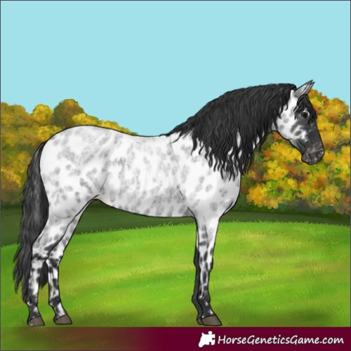 Horse Color:Blue Roan Appaloosa
