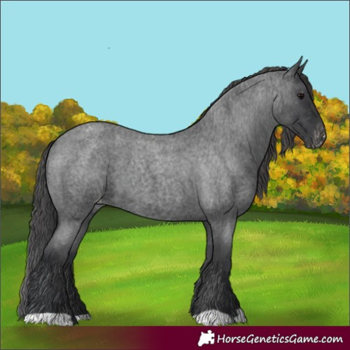 Horse Color:Blue Roan Appaloosa