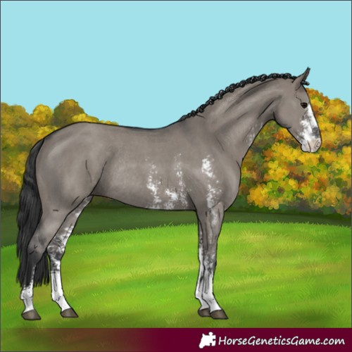 Horse Color:Grullo Sabino Rabicano