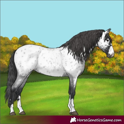 Horse Color:Blue Roan Appaloosa