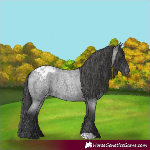 Horse Color:Blue Roan Appaloosa 