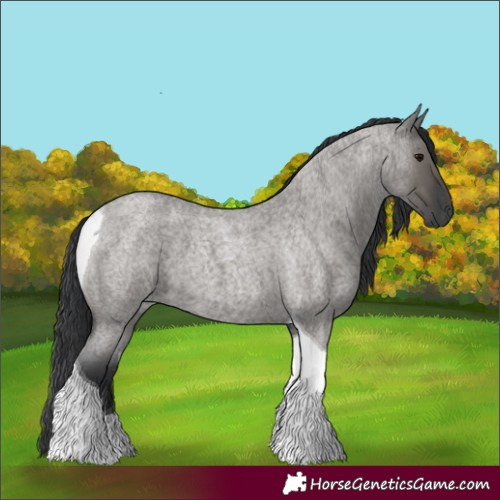 Horse Color:Grullo Roan Tobiano