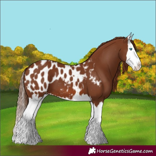 Horse Color:Chestnut Splash Appaloosa