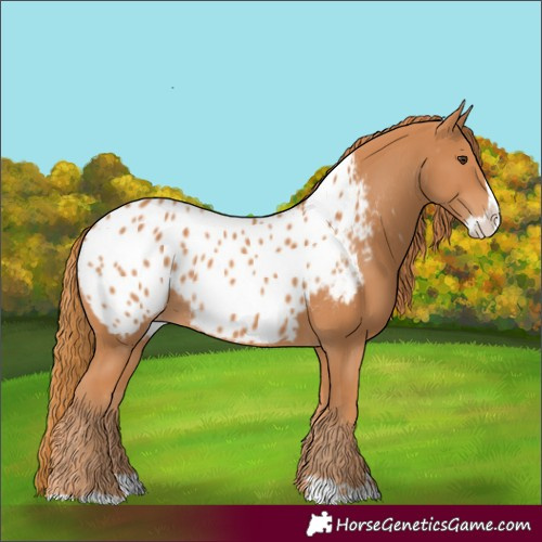 Horse Color:Chestnut Splash Appaloosa 