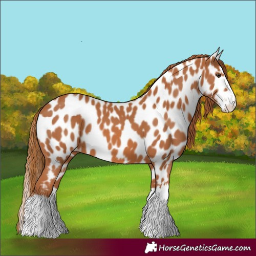 Horse Color:Chestnut Splash Appaloosa