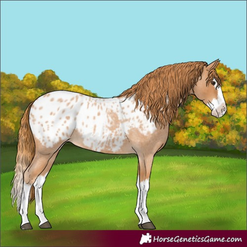 Horse Color:Red Roan Splash Appaloosa